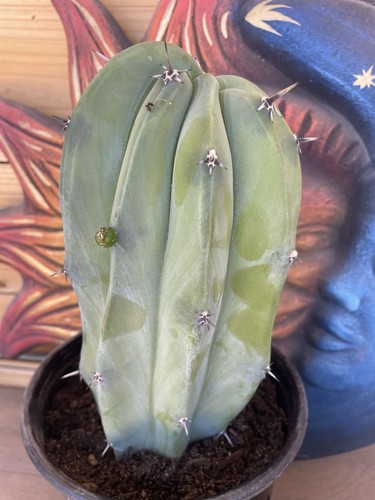 Myrtillocactus geometrizans - myrtillocactus,