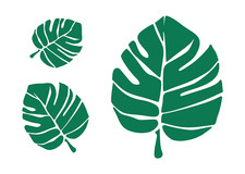 Stencil Monstera Foglie