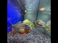 acquario completo usato completo di filtro e pompa