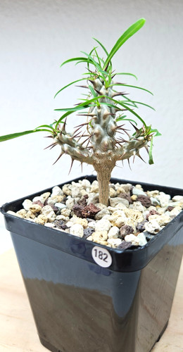 Euphorbia gottlebei