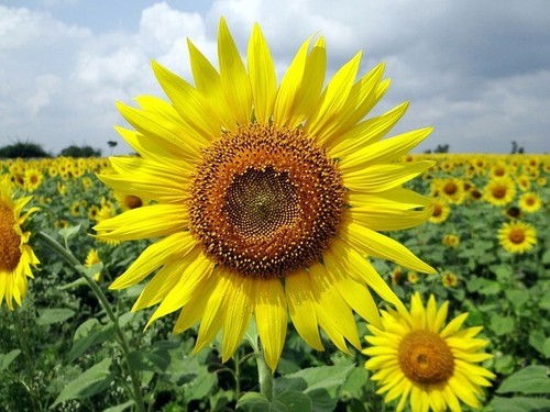 Semi giganti girasole singolo - giganti,