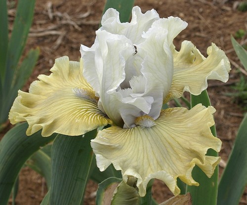 Iris jungle mist paul - tb, (paul