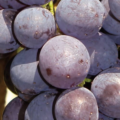 Vite antracite varietà - 2l,