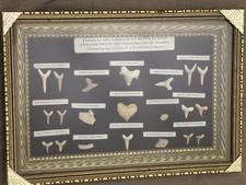 Quadro Denti e Vertebre Fossili di pesci e rettili di 45 - 70 milioni di anni