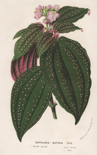 Bertolonia guttata madagascar - bertolonia,