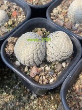 Pianta di cactus succulenta