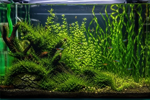Piante acquario miste - acquario,