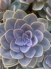Echeveria Perla di Norimberga