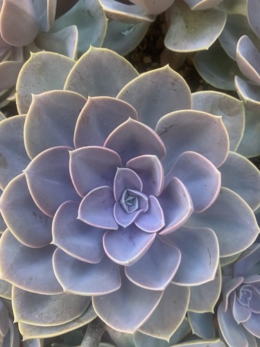 Echeveria perla norimberga - di,