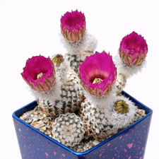 Echinocereus reichenbachii