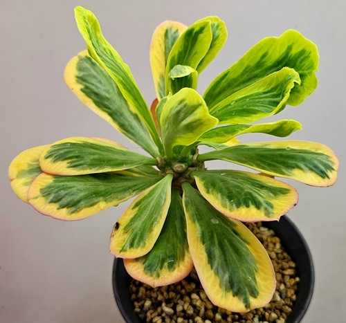 Euphorbia poissonii variegata - euphorbia,