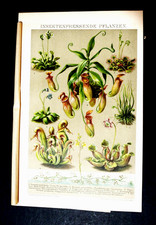 1897 CROMOLITOGRAFIA.ANTICA