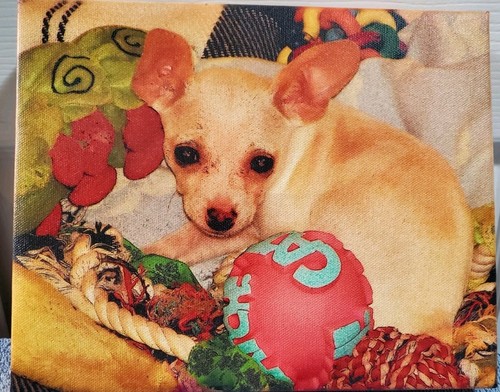Dipinto cane chihuahua