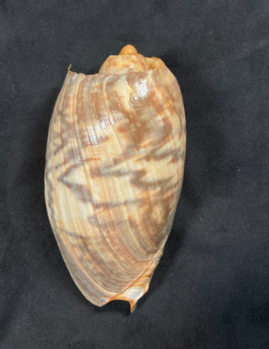 Volutidae cymbium marmoratum - volutidae,