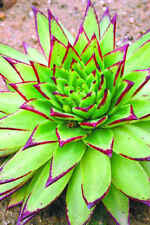 100 Echeveria agavoides SEMI PIANTE GRASSE CACTUS seeds