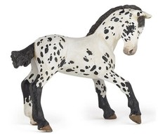 Puledri Appaloosa