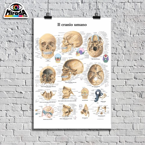 Poster tavola cranio umano - poster,