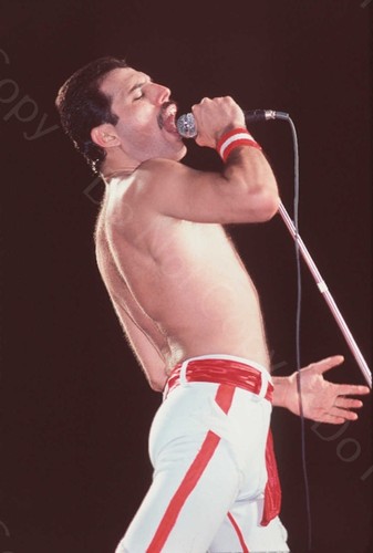 Queen freddie mercury - freddie,