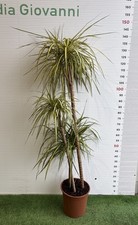 PIANTA DI DRACAENA in vaso 24