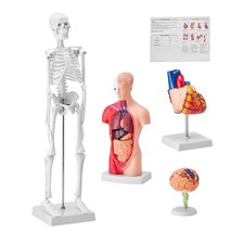 Modello Anatomico per Corpo Umano 4 Pezzi Cervello Torso Cuore Scheletro