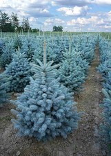 Abete blu pino argentato Picea