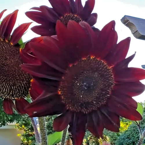 100 semi girasole moulin - 100,