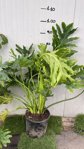 Philodendron selloum - philodendron,
