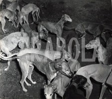 Foto vintage levrieri, Asilo