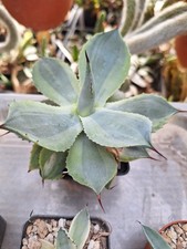 Agave potatorum  / isthmensis