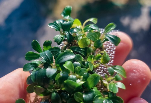 Rare bucephalandra mini coin - bucephalandra,