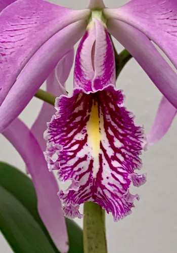 Cattleya species semialba - species,