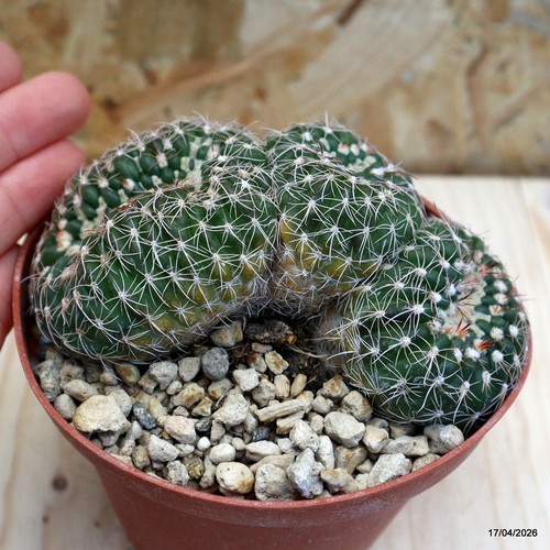 Notocactus uebelmannianus