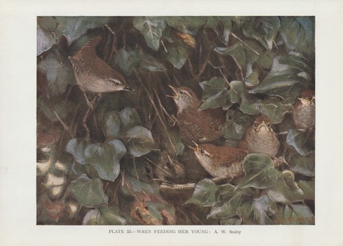 Scricciolo - , (troglodytes)