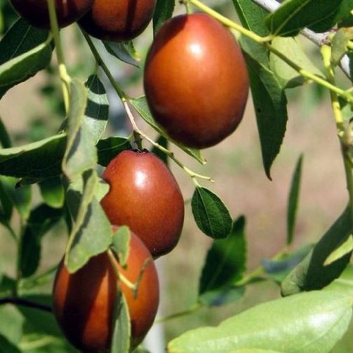 Pianta frutto giuggiolo - da,