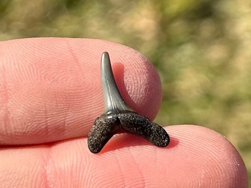 Dente squalo tigre sabbia - dente, di