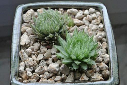 Piantina haworthia gracilis