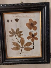 Coppia di vecchi erbari da