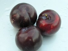 Pianta di susino: varietà Angeleno di 2 anni in vaso. altezza 140-170 cm