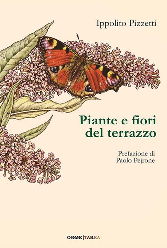 Piante fiori del terrazzo - terrazzo,