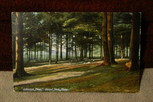 Cobbossee pines island park - pines,