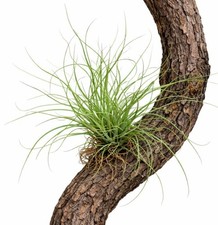 Tillandsia schiedeana 10-30cm