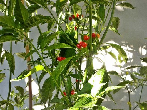 Peperoncino capsicum olho - peperoncino,
