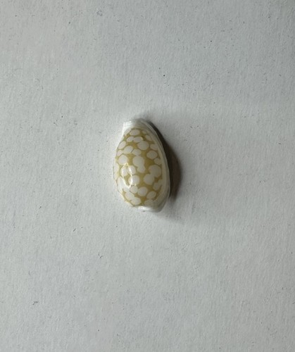 Shell cypraea - shell, (cribrarula)