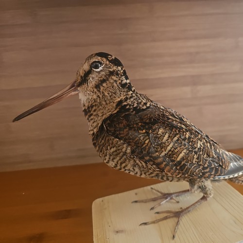 Tassidermia uccelli - tassidermia,