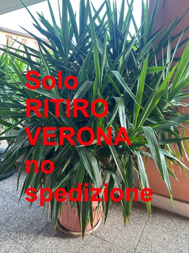 Tronchetto della felicità - tronchetto,