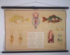 G. B. Paravia & C. - poster didattico anatomia animale Pesci anni 60