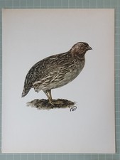 Stampa Vintage di Uccelli - La