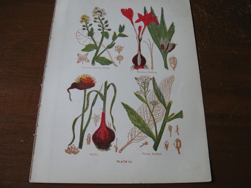 1915 stampa artistica - 1915,
