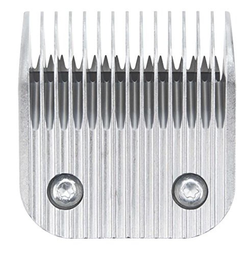 Moser testa - (tg., 4,8x5x1,5