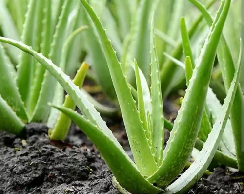 Aloe vera pianta - , officinale